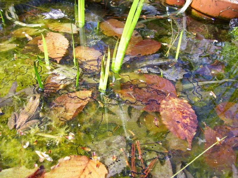 Backyard Pond New Eggs in the Small Pond