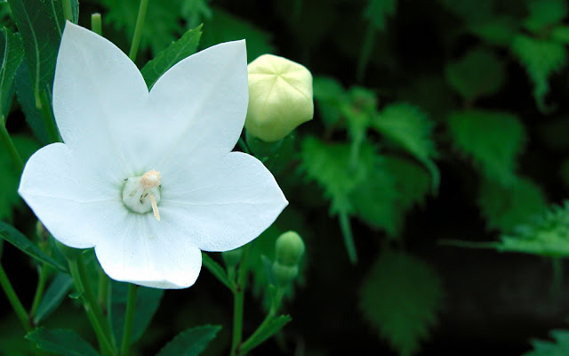 White Flowers Wallpapers