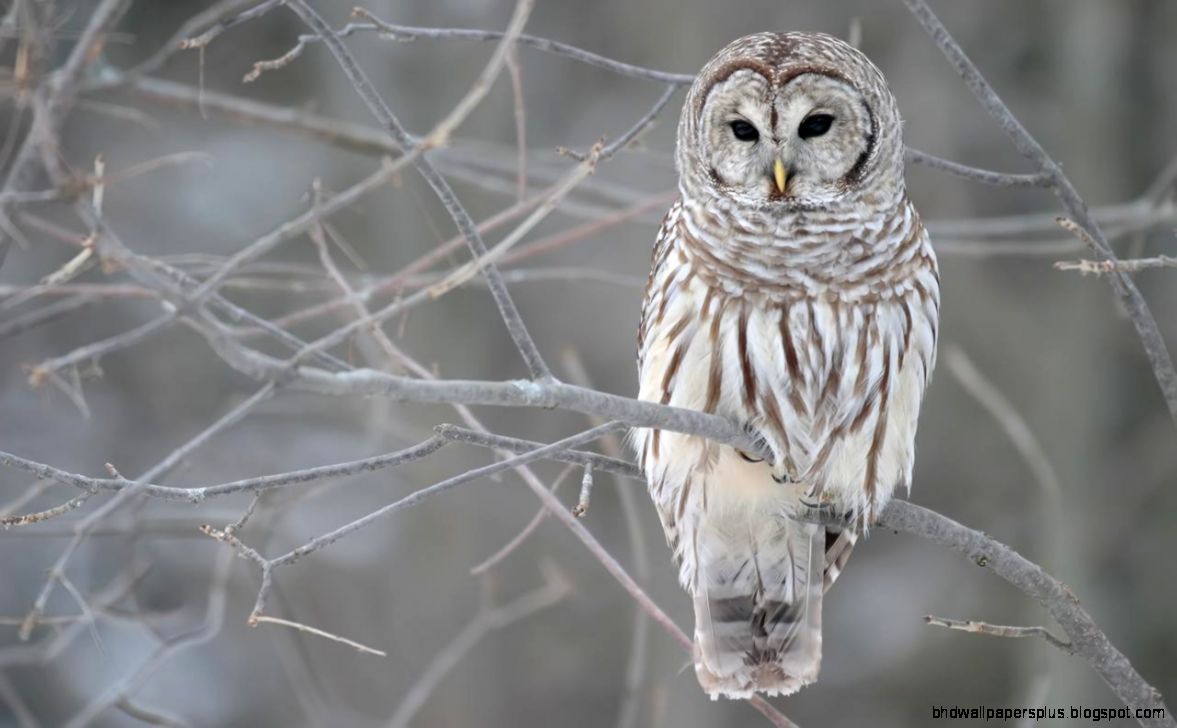 owl wallpapers owl wallpapers