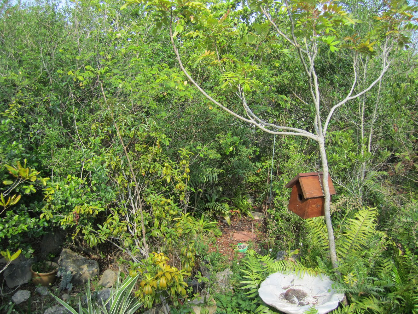 A Separate Peace Sawgrass Nature Center and Wildlife Hospital Coral