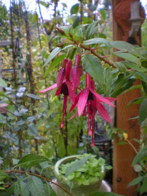 Idyll Haven October Bloom Day Most Likely The Last Hurrah