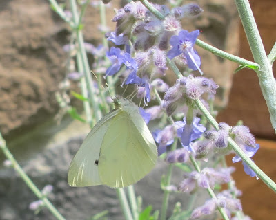 Pieris rapae 2