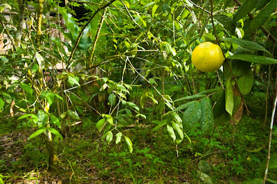 Araza Fruit on Tree