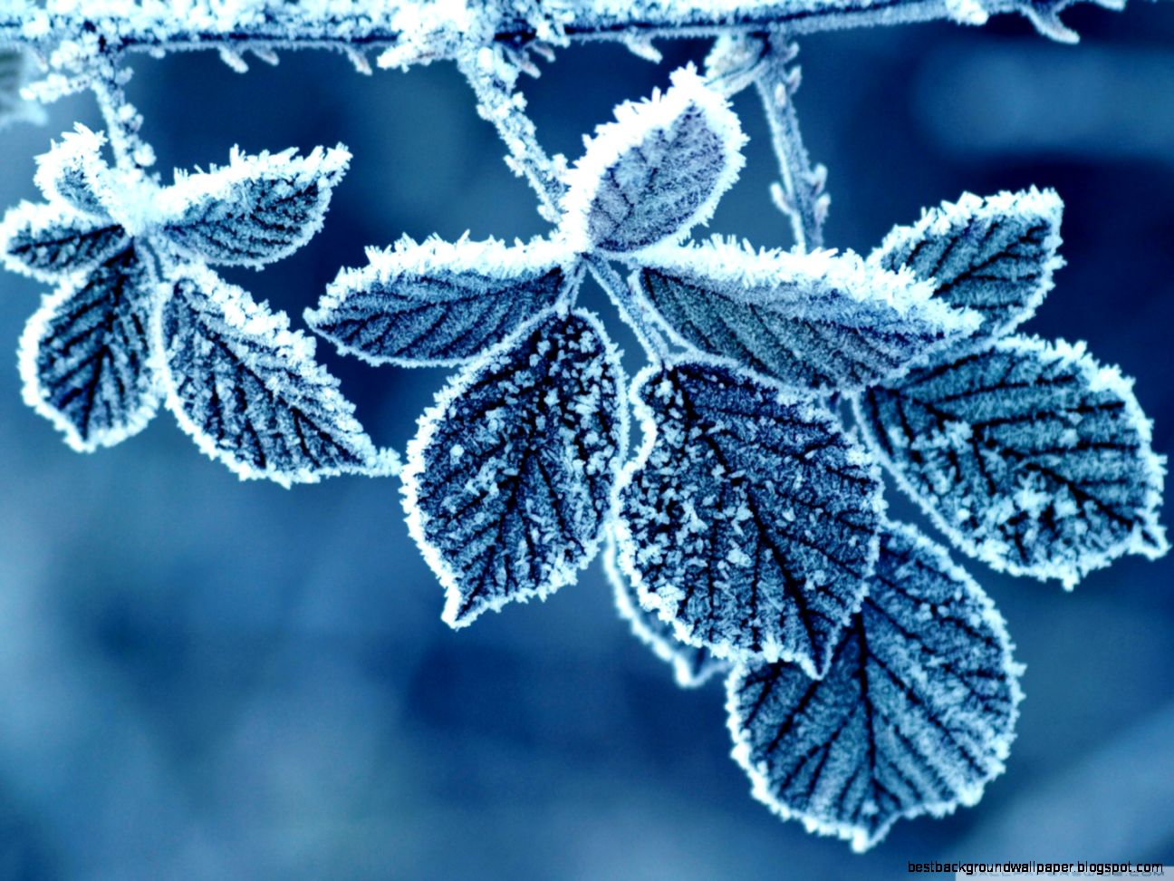 Frozen Leaves HD desktop wallpaper Widescreen High Definition Frozen Leaves HD desktop wallpaper Widescreen High Definition