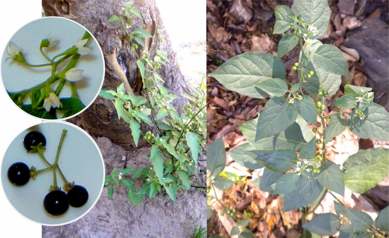 v e r d e c h a c o Yerba mora / Hierba mora