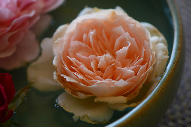 rose "Crown Princess Margareta", Monday vase meme, small sunny garden, amy myers ceramics, roses, david austin rose