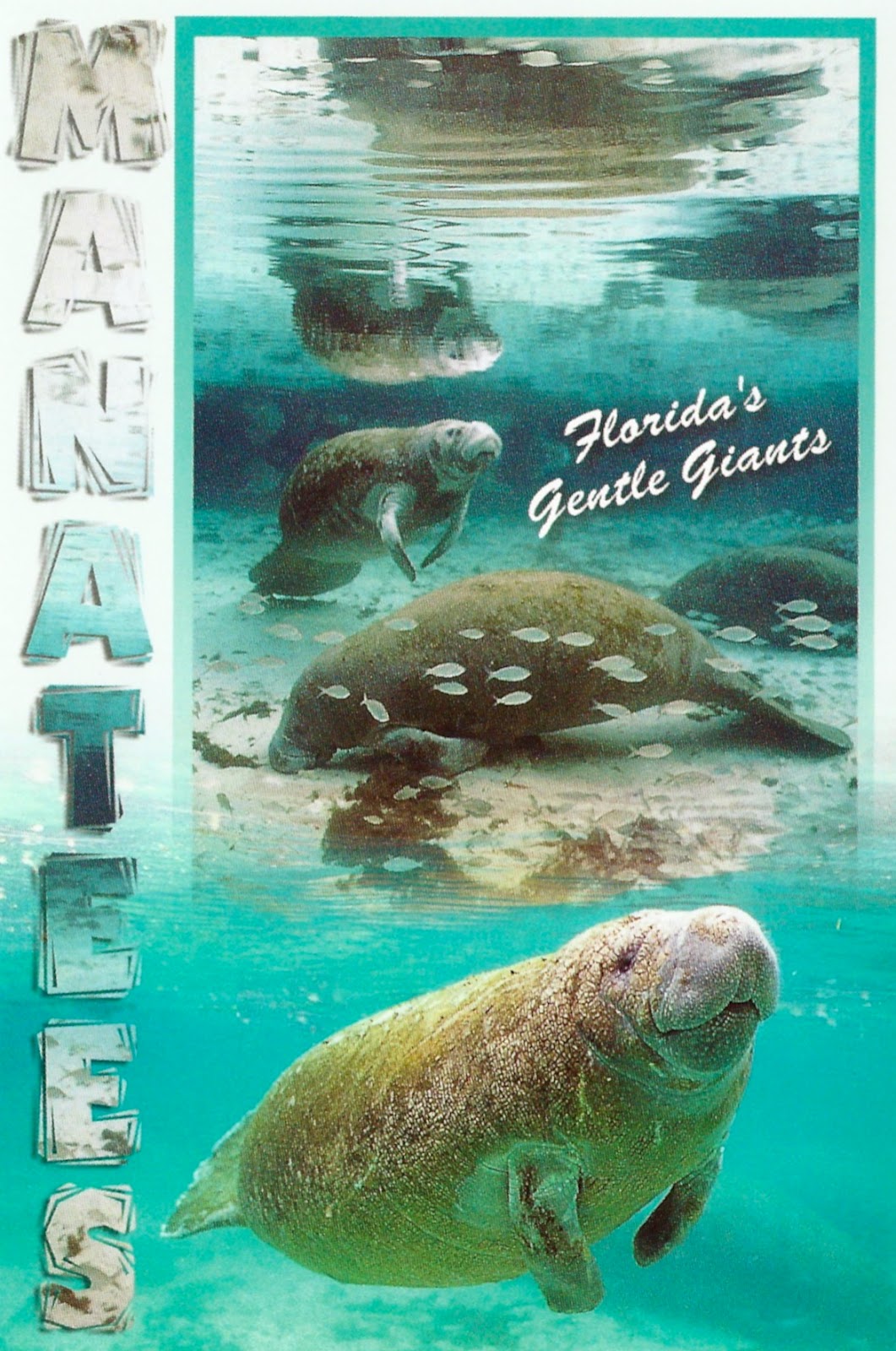 My Favorite Animal Postcards: Manatees, Florida's Gentle Giants