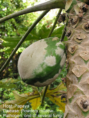papaya rot foot disease agriculture