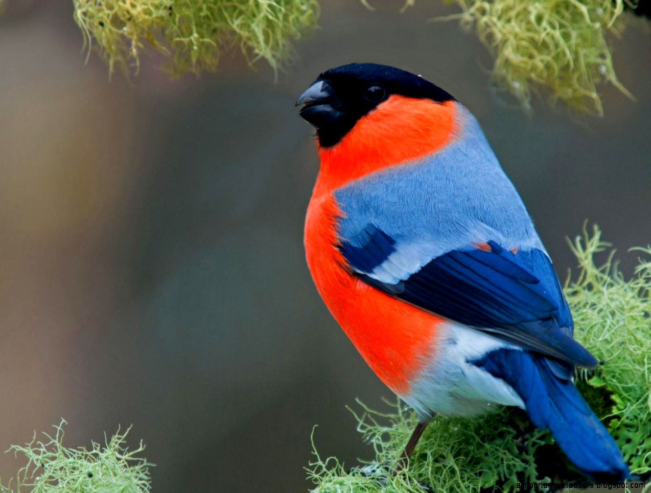 fantastic bullfinch wallpaper fantastic bullfinch wallpaper