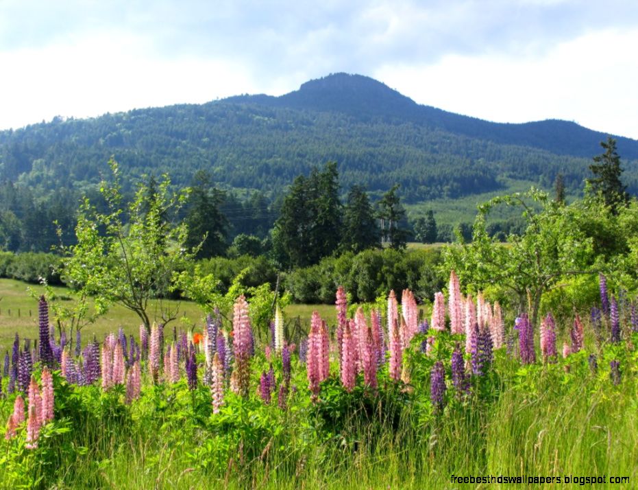 Spectacular Mountain Views in the Heart VRBO Spectacular Mountain Views in the Heart VRBO