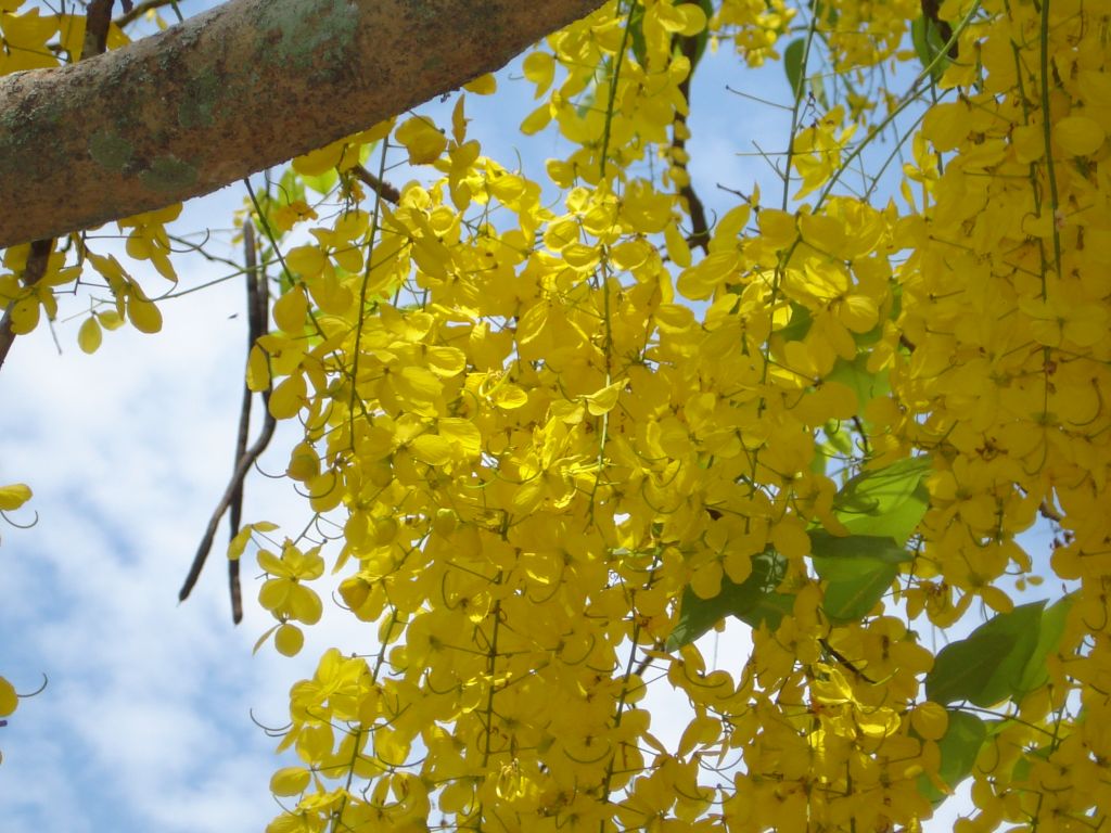 Krishna's ePages Vishu/വിഷു