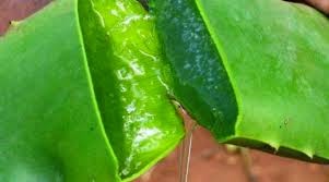 Tekhnik Menghilangkan Keloid Secara Alami Keloid ialah benjolan padat di kulit yang berwarna kecoklatan atau kemerahan yang merupa Tekhnik Menghilangkan Keloid Secara Alami