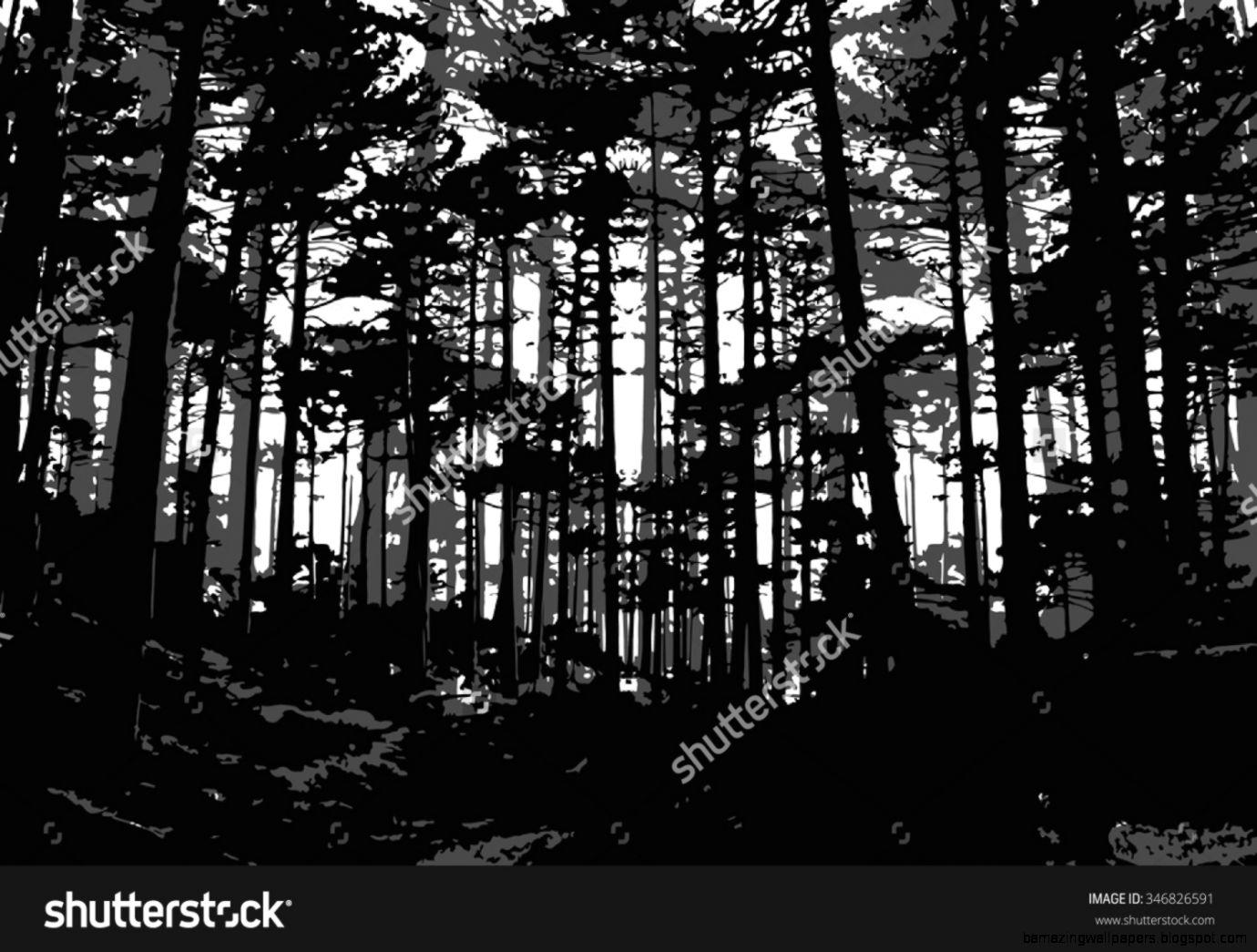 Black And White Forest Background With Silhouette Of Trees Stock Black And White Forest Background With Silhouette Of Trees Stock