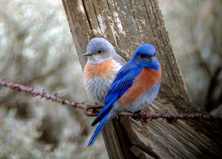 Blue Birds Pics