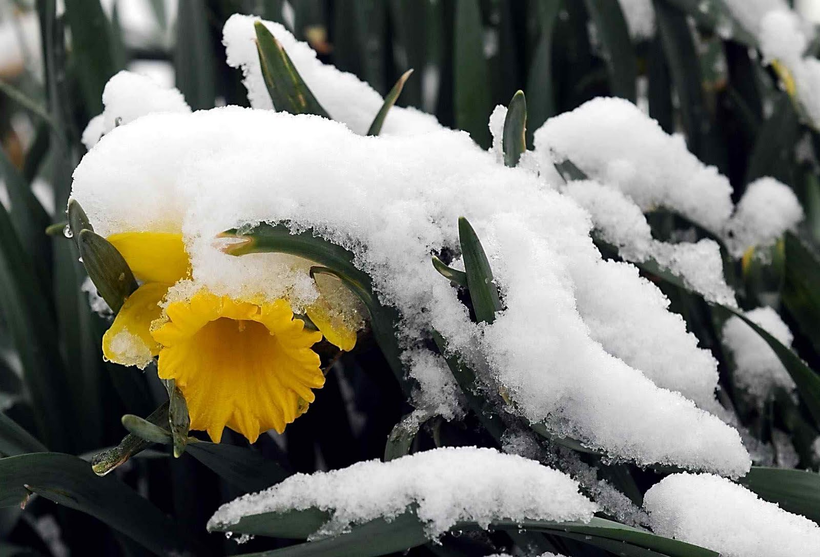 Life's A Beat Is there hope for my snowcovered daffodils?