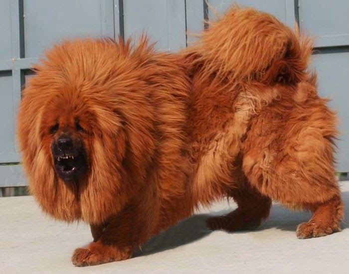 Ngao Tây Tạng Tìm hiểu về giống chó Ngao Tây Tạng Chăm sóc và Huấn