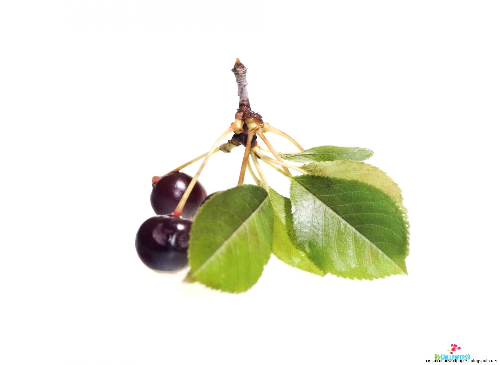 cherry fruit hd wallpapers Gallery cherry fruit hd wallpapers Photos cherry fruit hd wallpapers Gallery cherry fruit hd wallpapers Photos