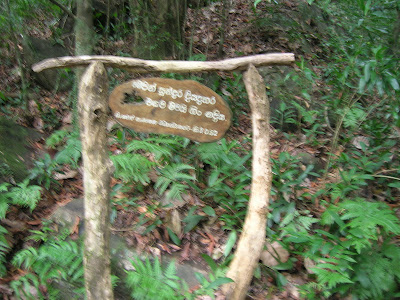 Sinharaja rain forest, waterfalls of sinharaja, Mederipitiya camping site, Forest departments, sri lankan beauty