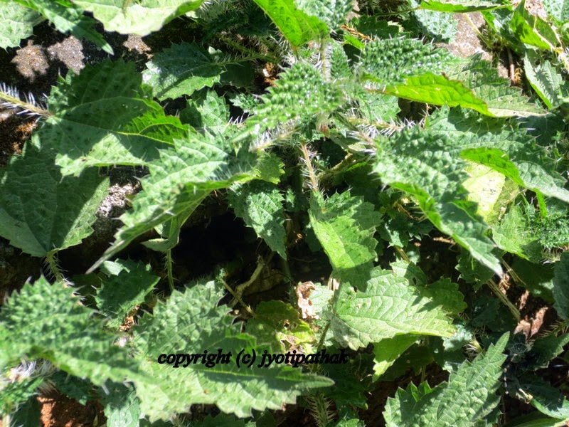 Taste of Nepal Nettle Greens sishnu ko saag (सिस्नु