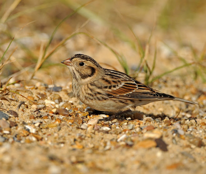 Lapland Bunting