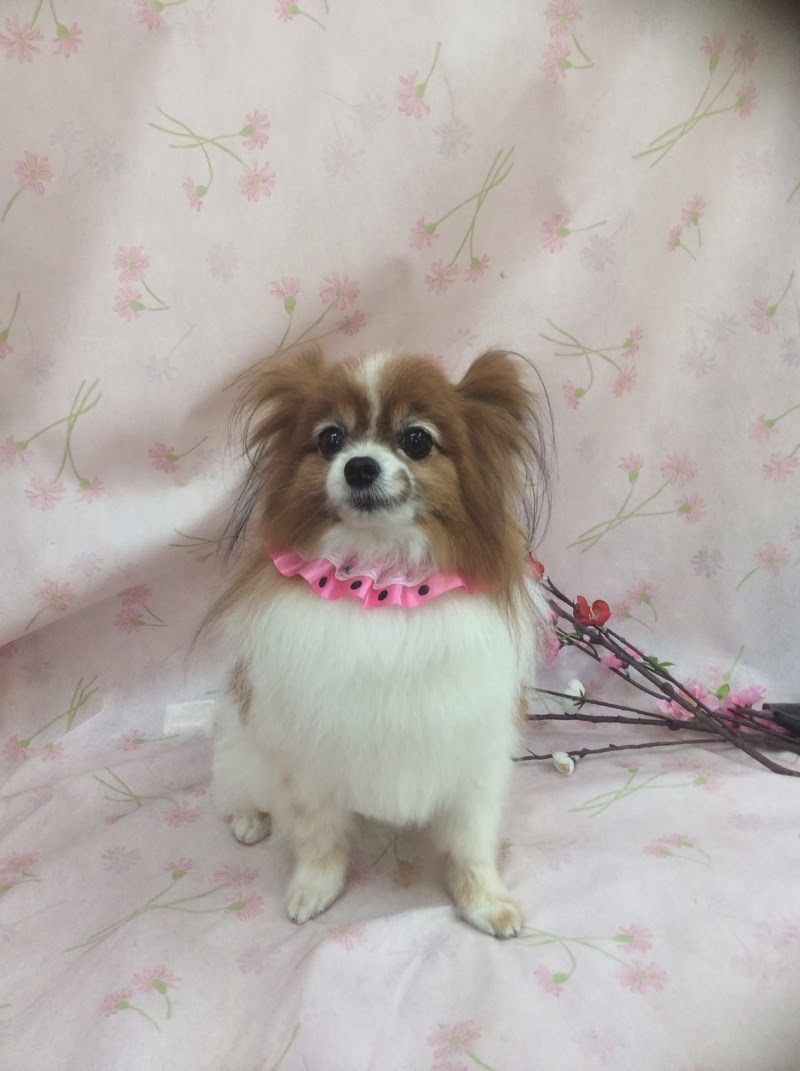 Olive倶楽部 パピヨン マルチーズ キャバリア ヨーキー ミックス