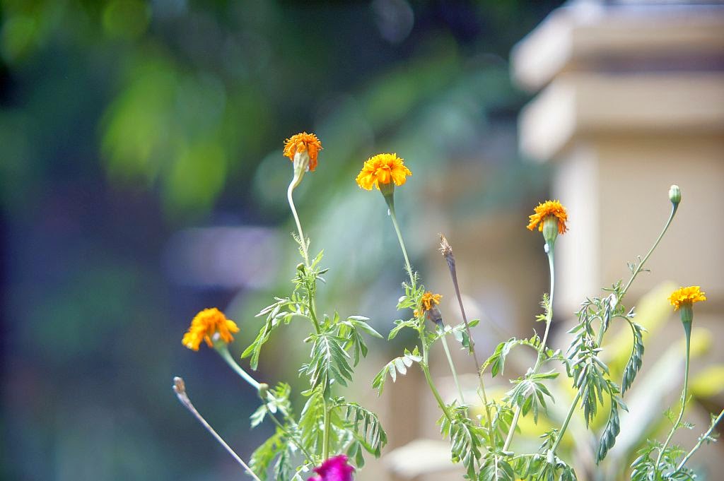 Ernemann Anastigmat Ernostar 15cm/2,7