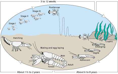 Siklus Hidup Lobster Drh Fira Sovica