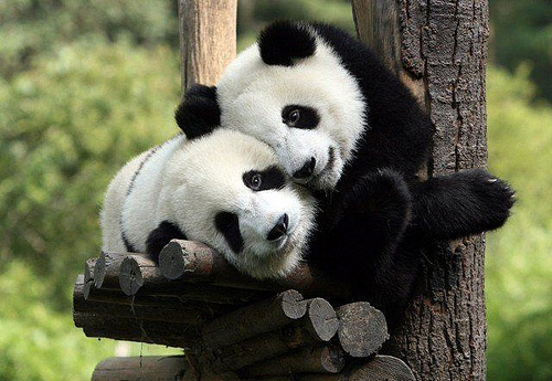 A Panda Bear