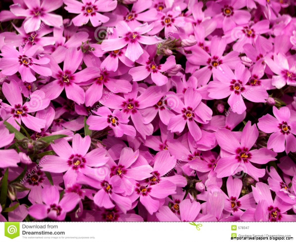 Pink Mountain Flower Stock Images Image 781424 Pink Mountain Flower Stock Images Image 781424