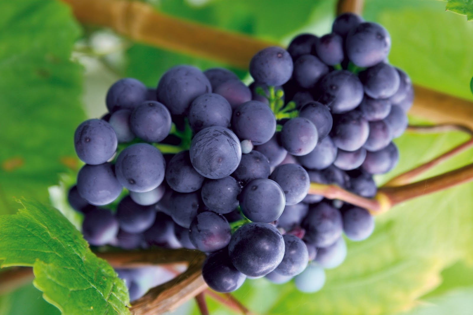 Healthy Grapes Fruits Picture HD Wallpaper 2014 Qaiser HD Wallpapers