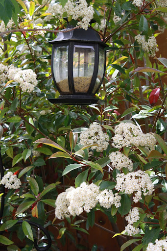 .: The flower garden