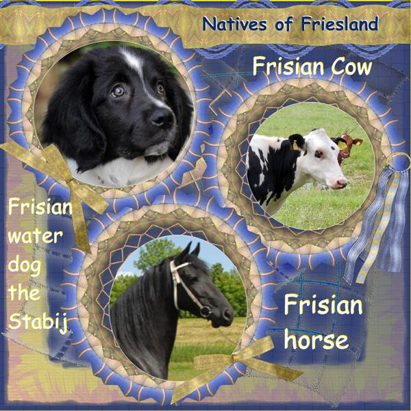 Native Frisians