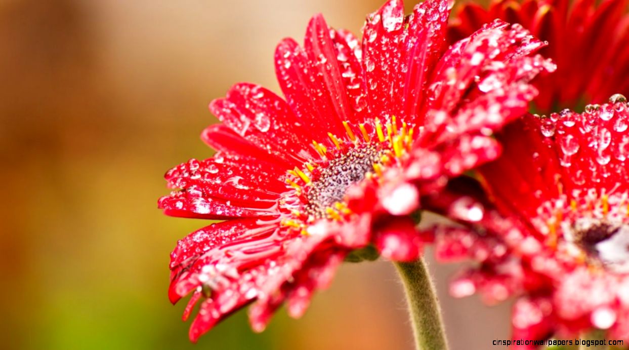Flower Desktop Wallpaper HD Free Download Flower Desktop Wallpaper HD Free Download