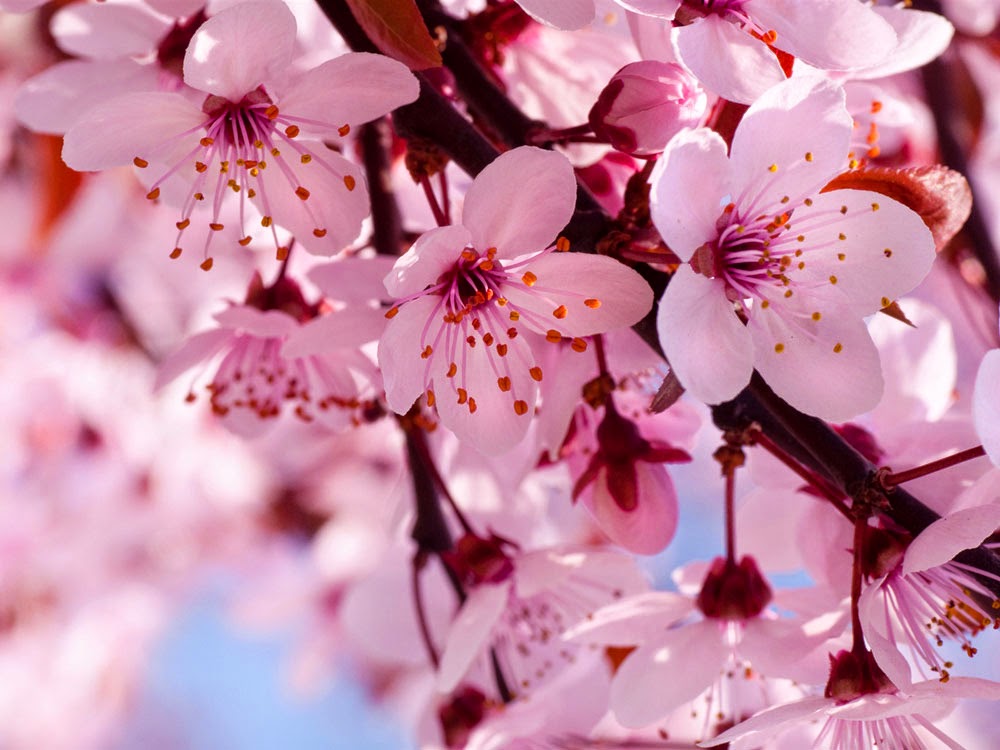 Japanese Concerts Tours Tickets North America Hanami In Dallas