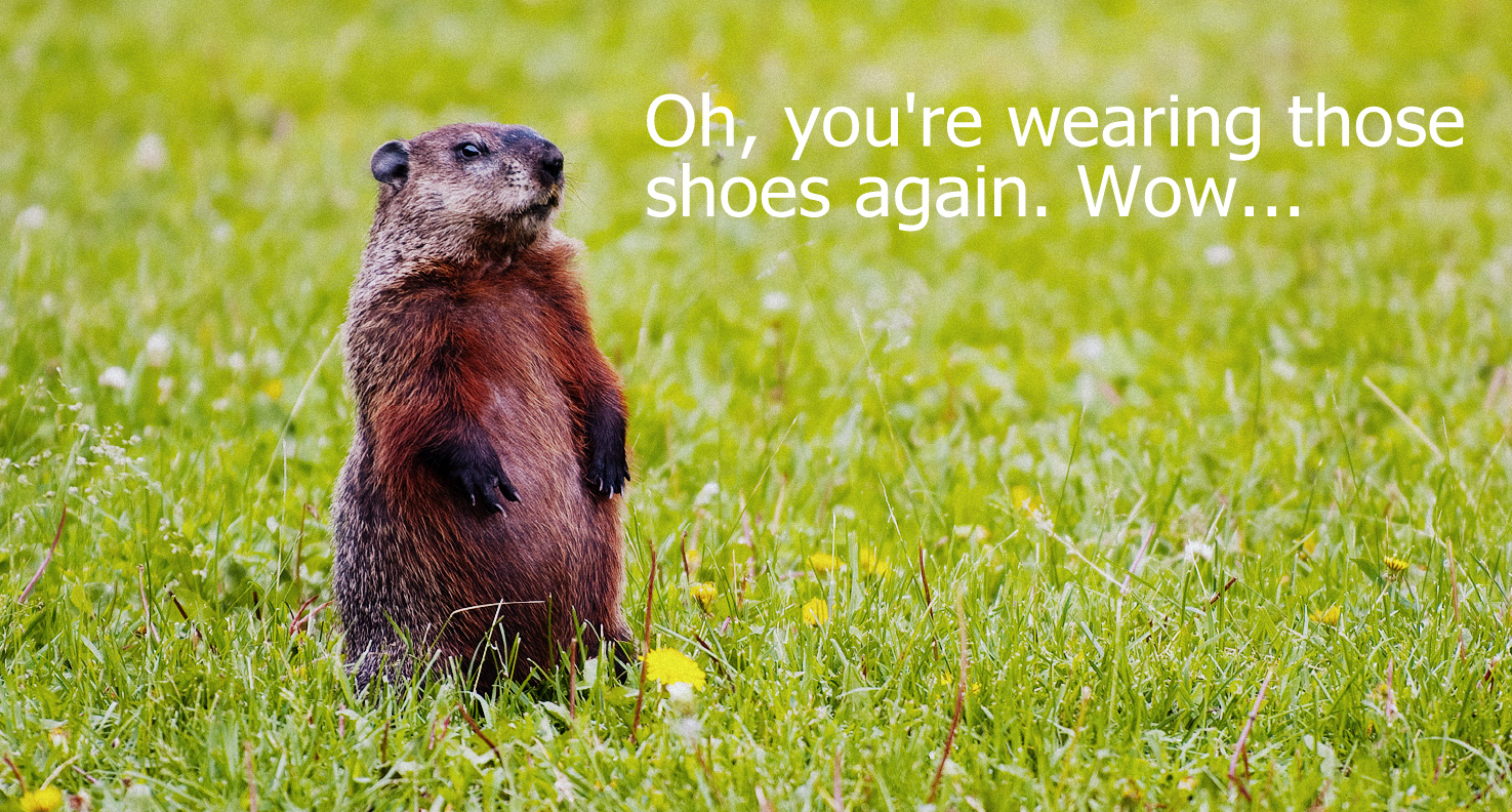 Image result for groundhog wearing shoes