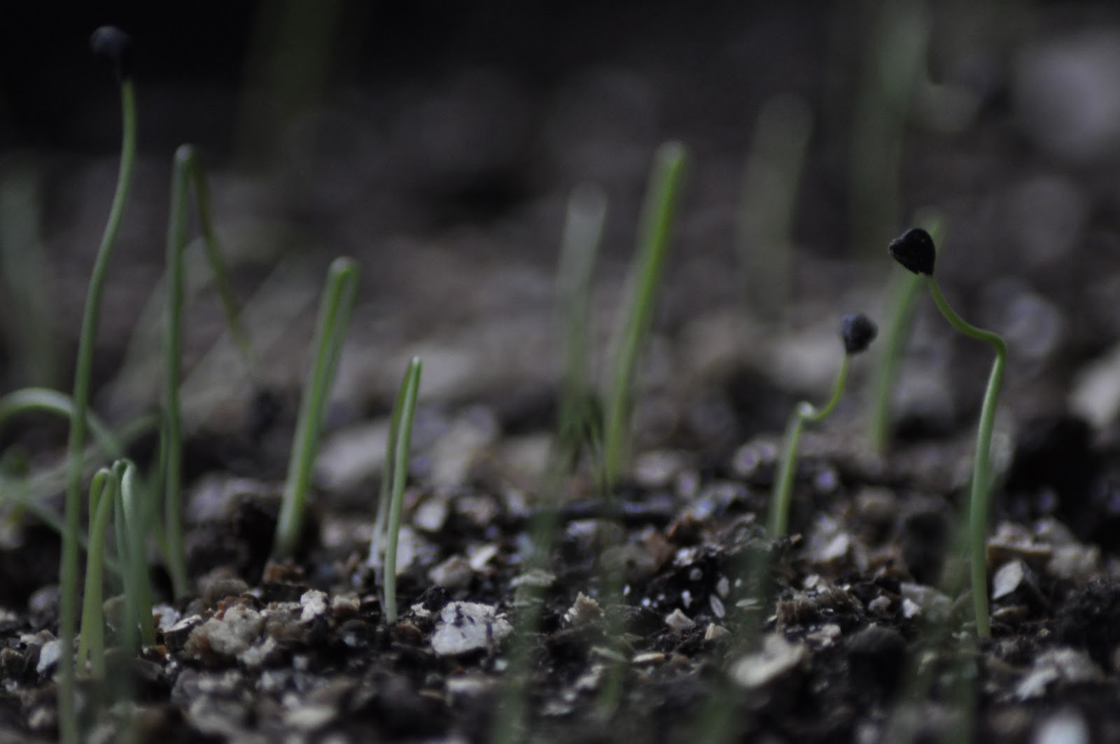 furnace lane Red onion seeds germinating