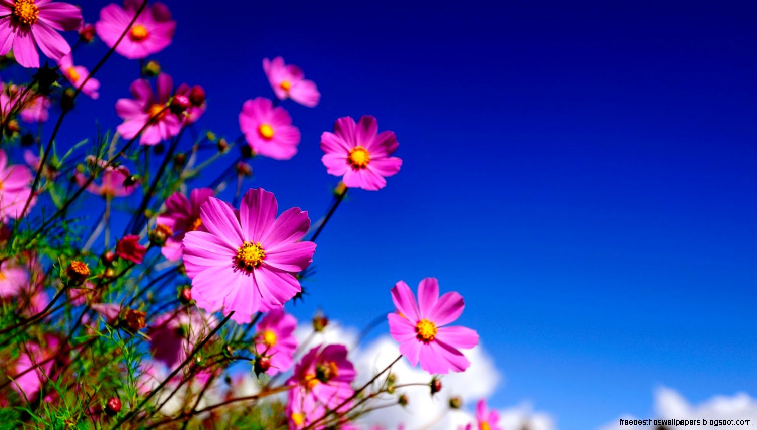 flowers wallpapers for desktop background full screen flowers wallpapers for desktop background full screen