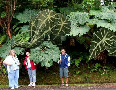 Animal Hidden Pictures