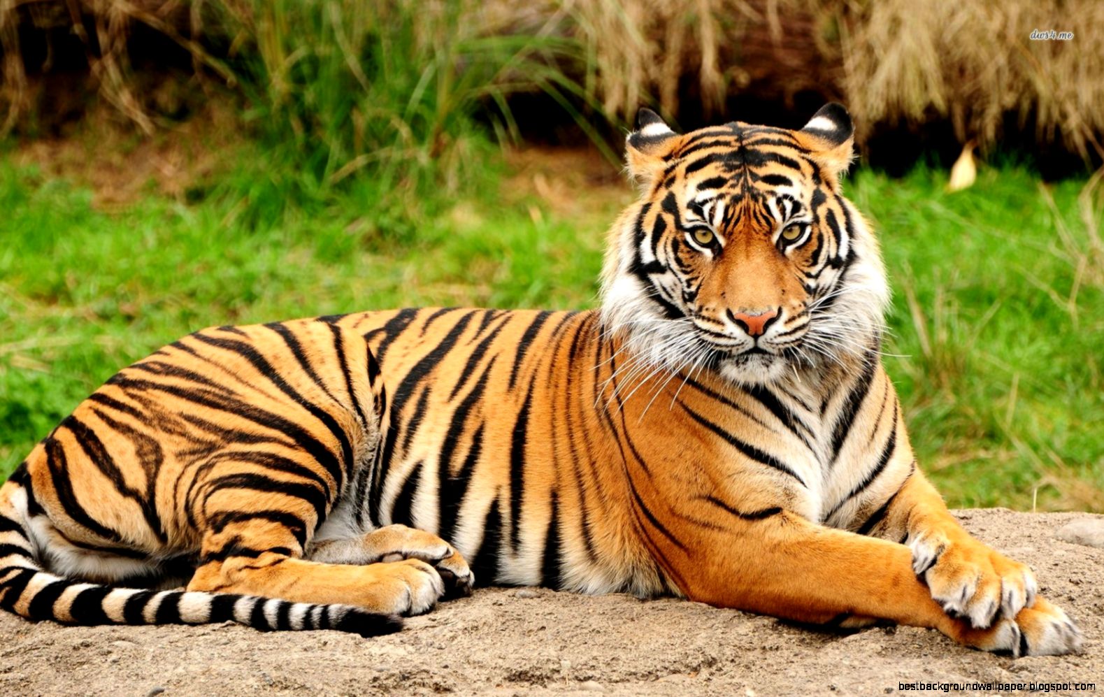 Tiger animals pictures Tiger animals pictures