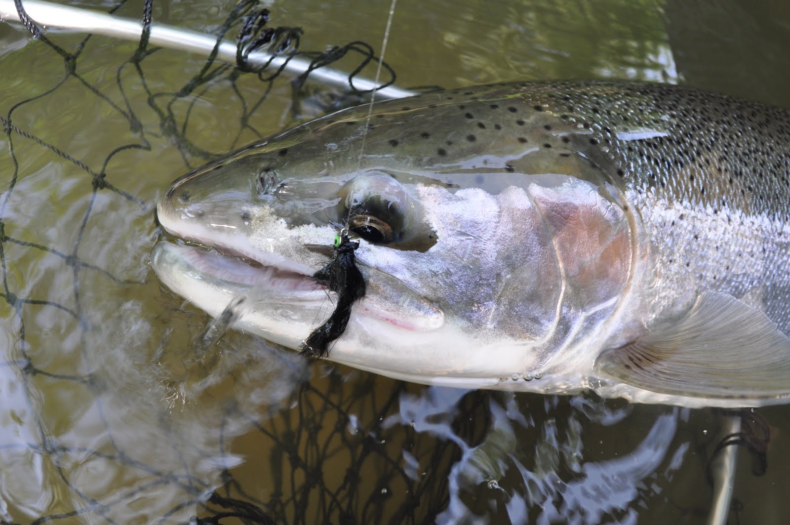 Skamania Steelhead