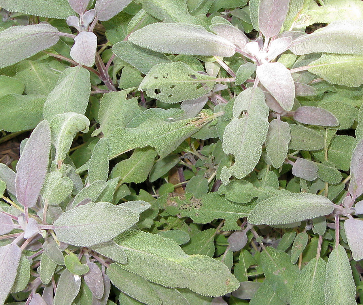 Acting My (Vint)Age Reality Check My Garden