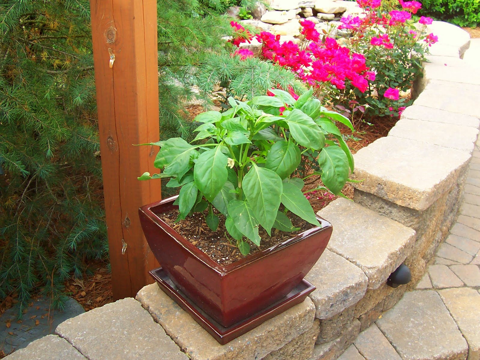 Planting Bell Peppers