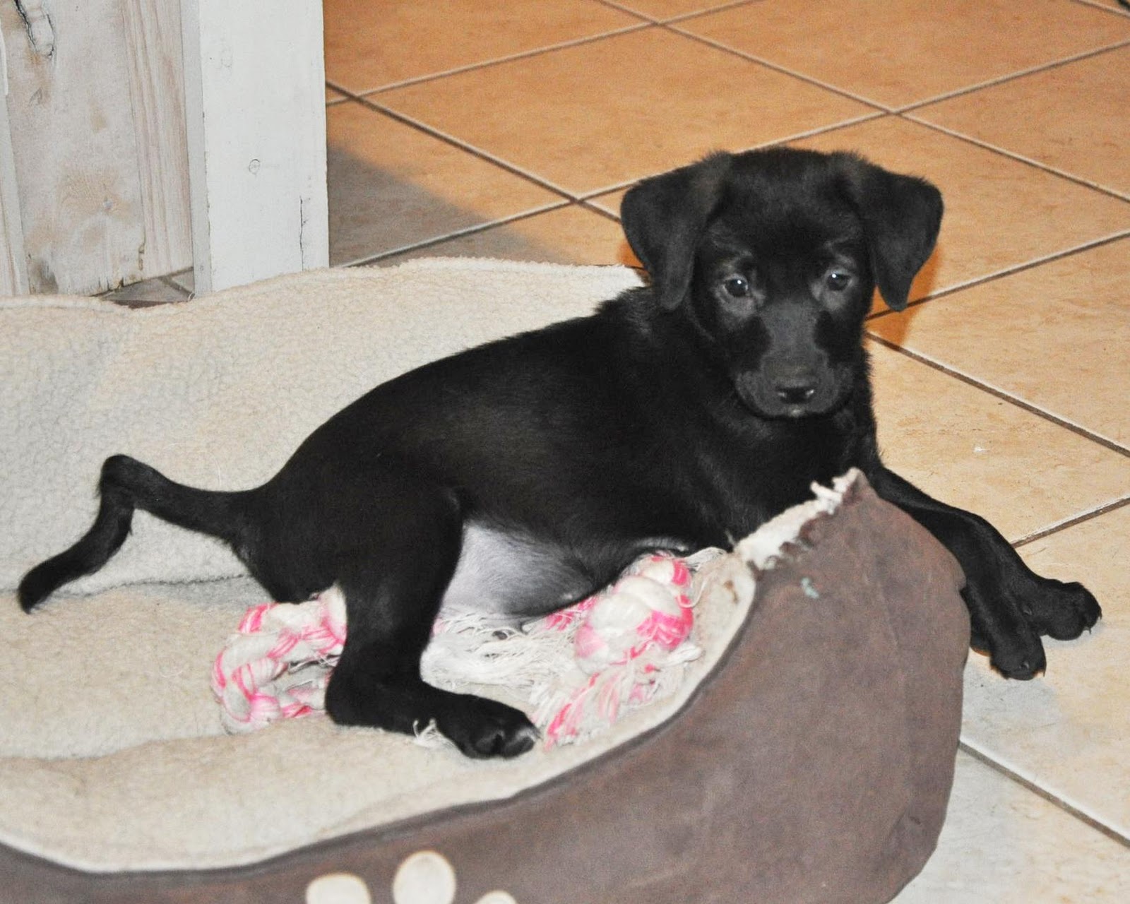 Mengobati Ekor Anjing Yang Bengkok Drh Fira Sovica