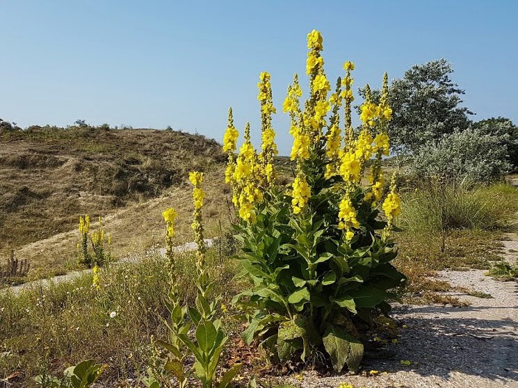 Koningskaarseen in de duinen