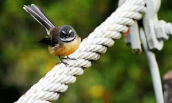 Bird on a wire