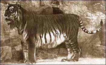 the caspian tiger