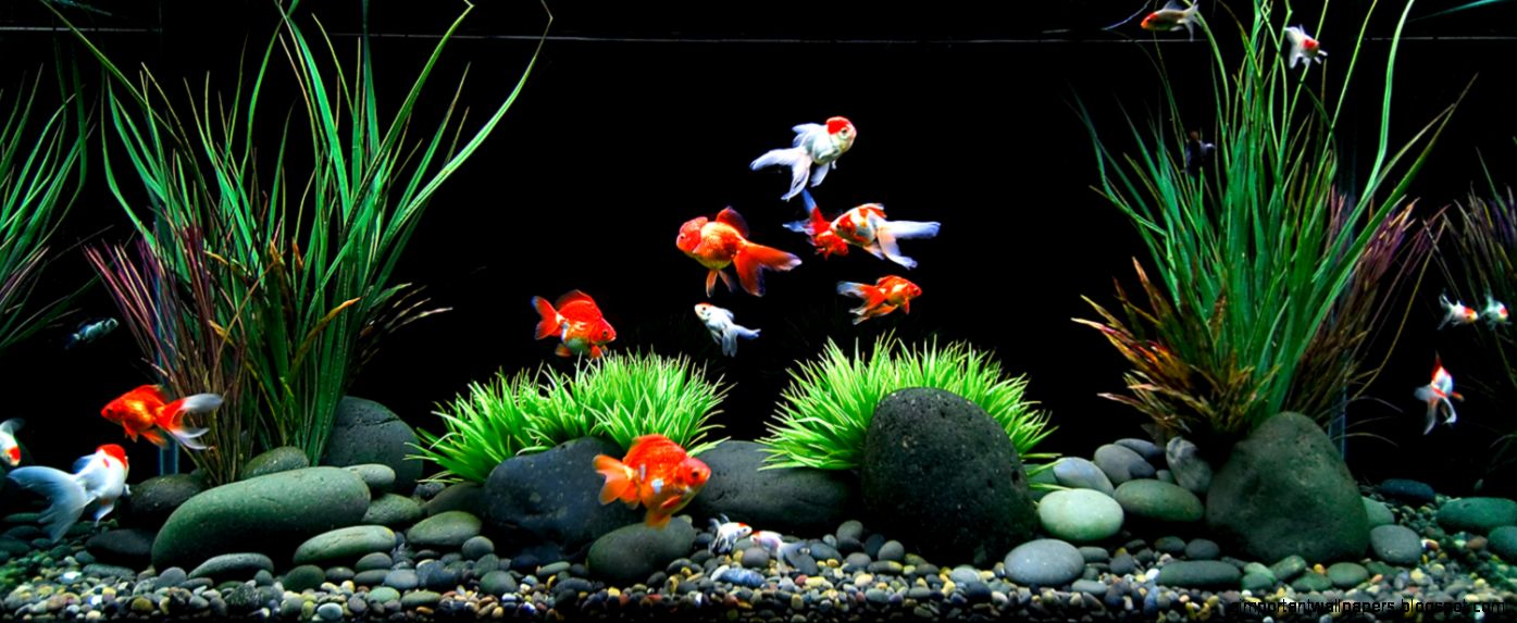 Goldfish on Pinterest Goldfish Tank Goldfish Aquarium and Goldfish on Pinterest Goldfish Tank Goldfish Aquarium and