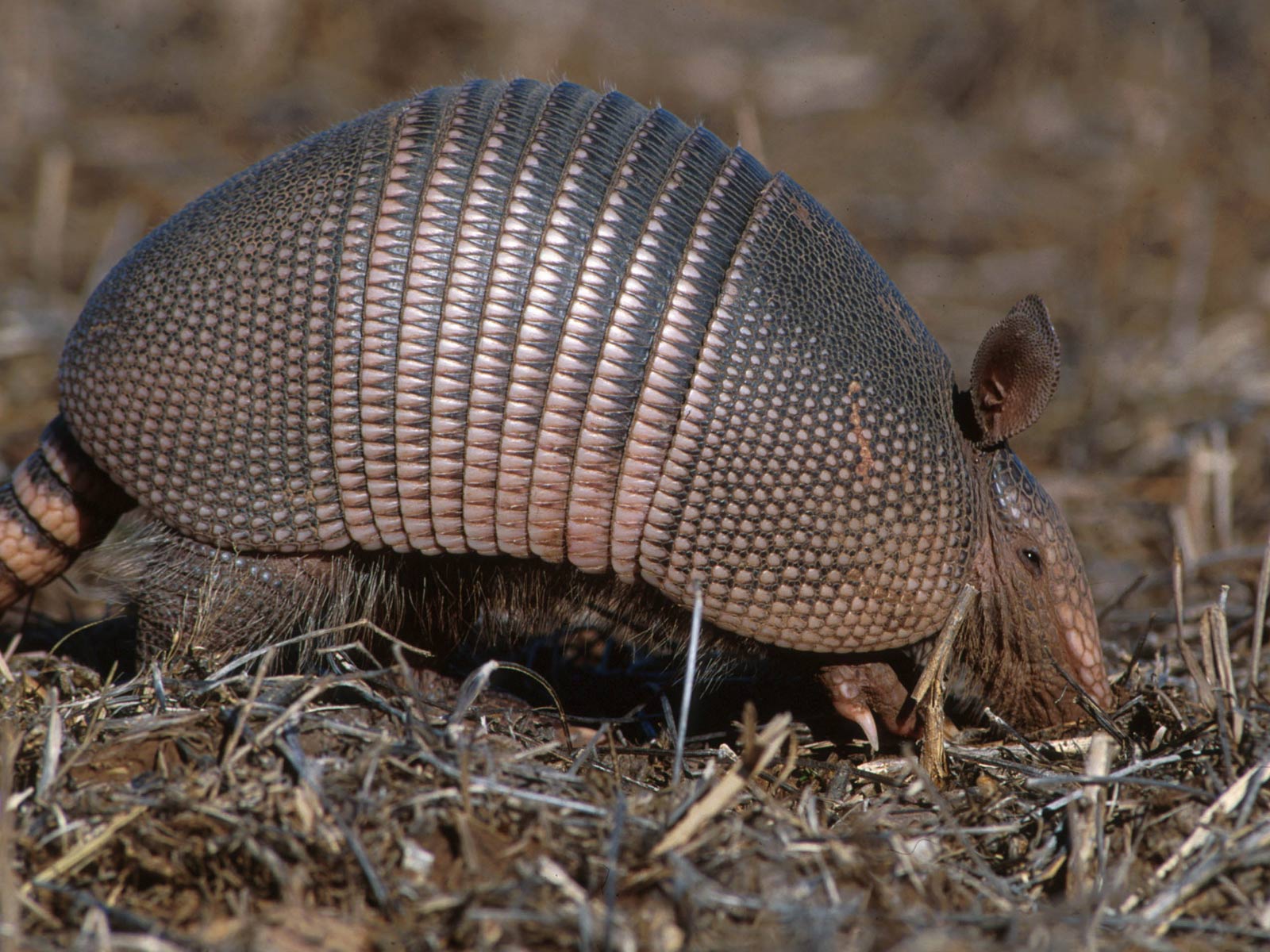 Animales por el mundo El Armadillo