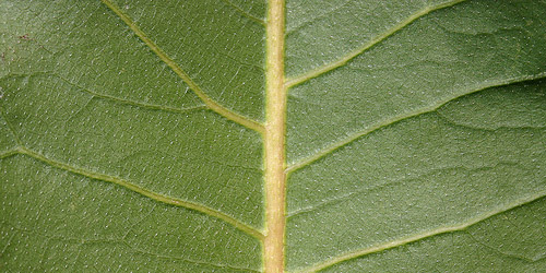 15+ Free Leaf Green Brown Textures Download