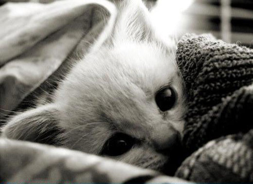 Resultado de imagem para gatos e o frio